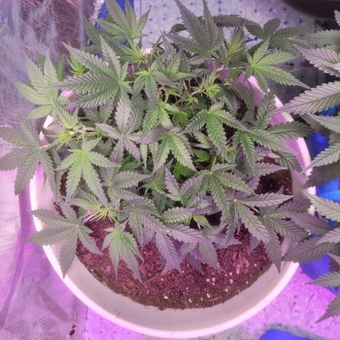 Sour diesel auto 2 growlog timeline photo