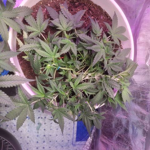 Sour diesel auto 2 growlog timeline photo
