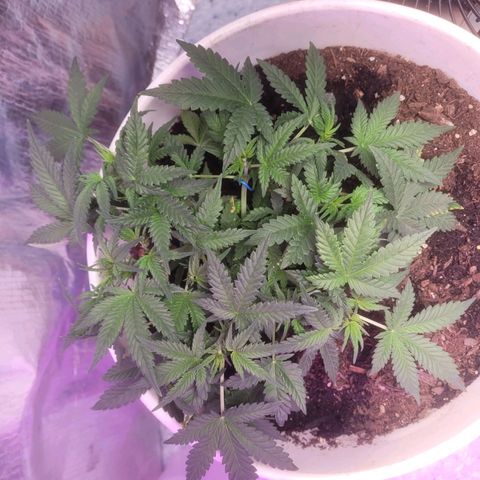 Sour diesel auto 2 growlog timeline photo