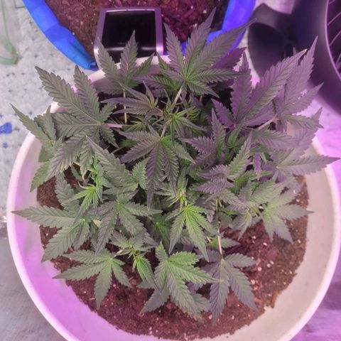 Sour diesel auto 2 growlog timeline photo