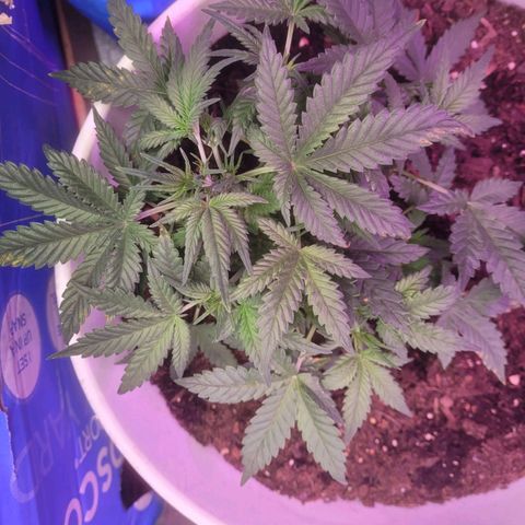 Sour diesel auto 2 growlog timeline photo