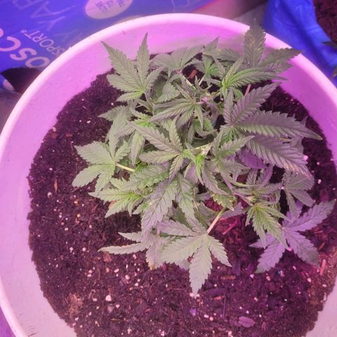Sour diesel auto 2 growlog timeline photo