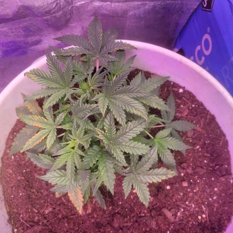Sour diesel auto 2 growlog timeline photo