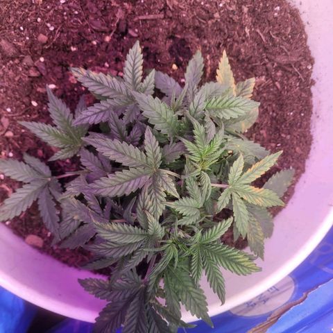 Sour diesel auto 2 growlog timeline photo