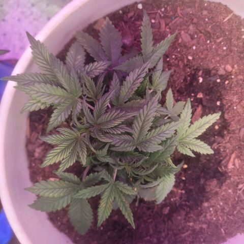 Sour diesel auto 2 growlog timeline photo
