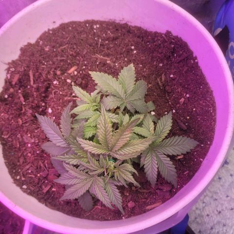 Sour diesel auto 2 growlog timeline photo