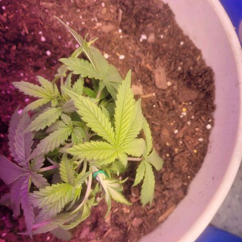 Sour diesel auto 2 growlog timeline photo