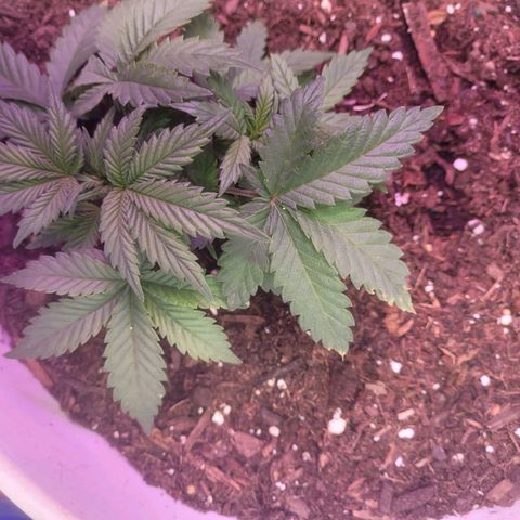 Sour diesel auto 2 growlog timeline photo