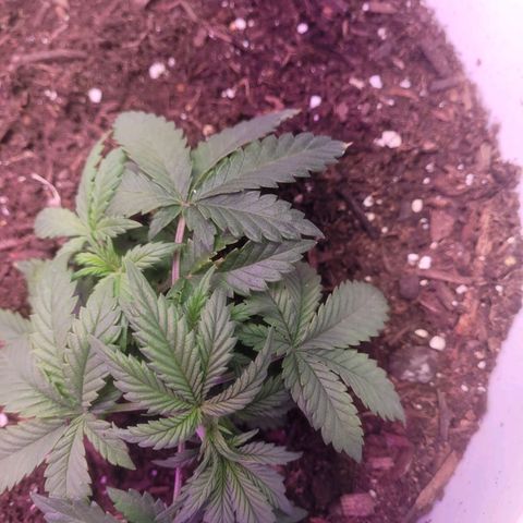 Sour diesel auto 2 growlog timeline photo