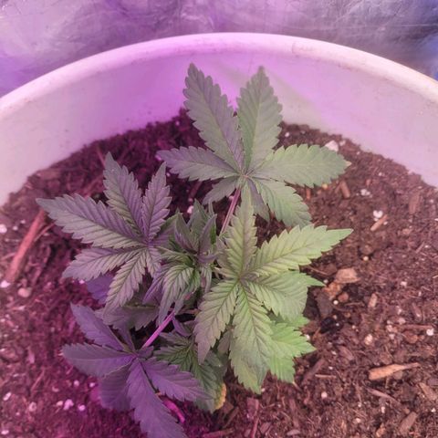 Sour diesel auto 2 growlog timeline photo