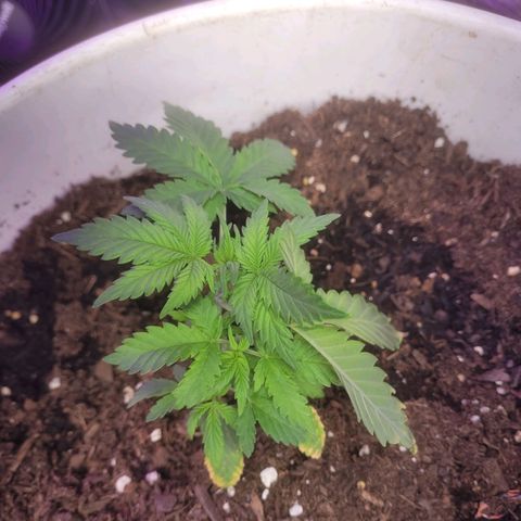 Sour diesel auto 2 growlog timeline photo