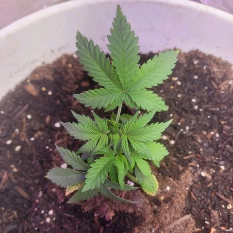 Sour diesel auto 2 growlog timeline photo