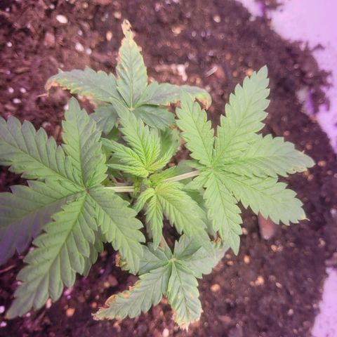 Sour diesel auto 2 growlog timeline photo