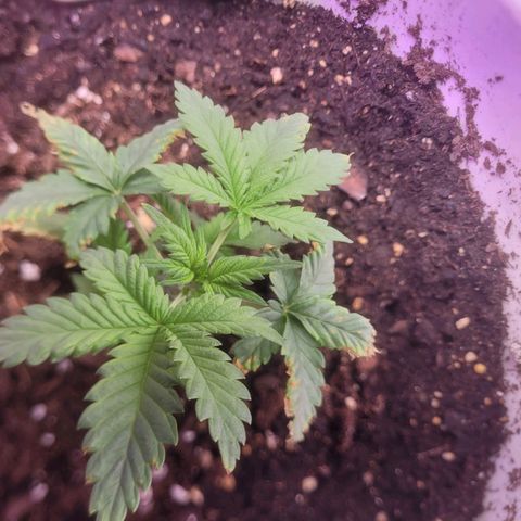 Sour diesel auto 2 growlog timeline photo
