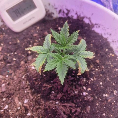 Sour diesel auto 2 growlog timeline photo