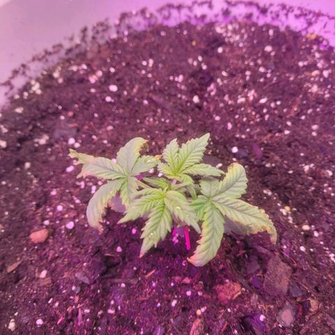 Sour diesel auto 2 growlog timeline photo