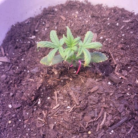 Sour diesel auto 2 growlog timeline photo