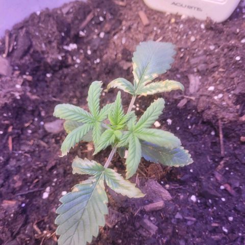 Sour diesel auto 2 growlog timeline photo