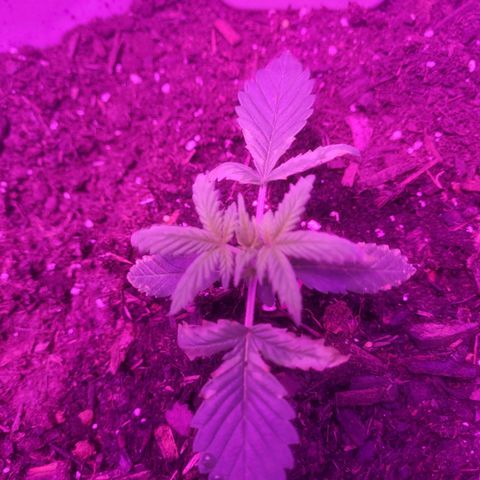 Sour diesel auto 2 growlog timeline photo