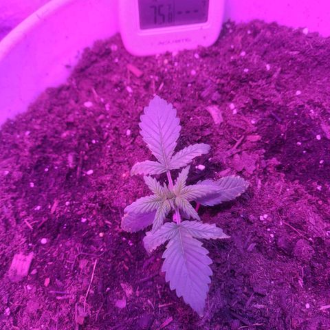 Sour diesel auto 2 growlog timeline photo