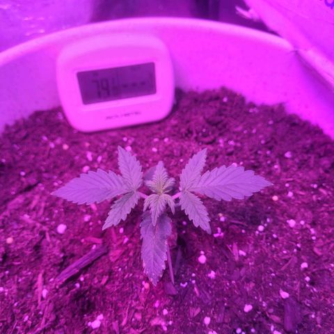Sour diesel auto 2 growlog timeline photo