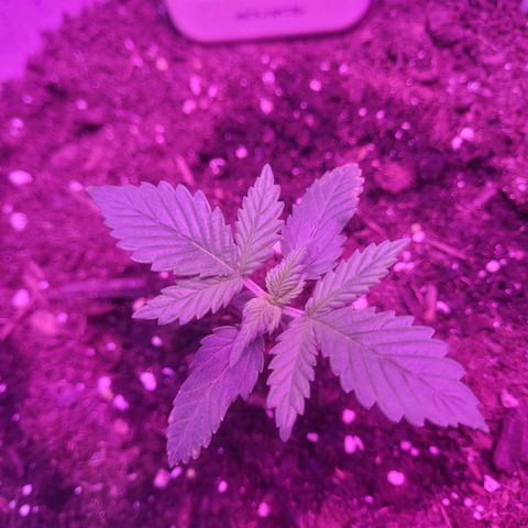 Sour diesel auto 2 growlog timeline photo
