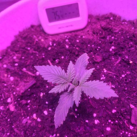 Sour diesel auto 2 growlog timeline photo