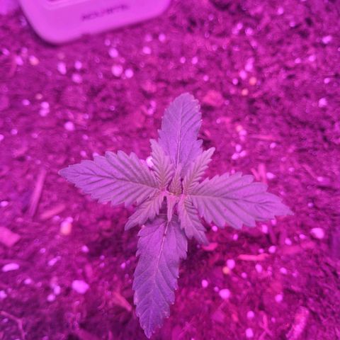 Sour diesel auto 2 growlog timeline photo