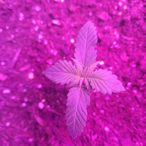 Sour diesel auto 2 growlog timeline photo