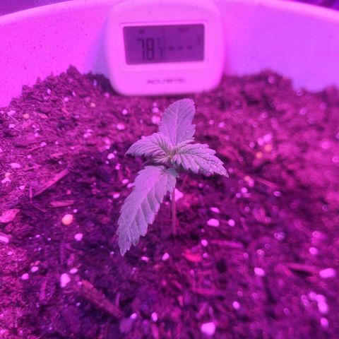 Sour diesel auto 2 growlog timeline photo