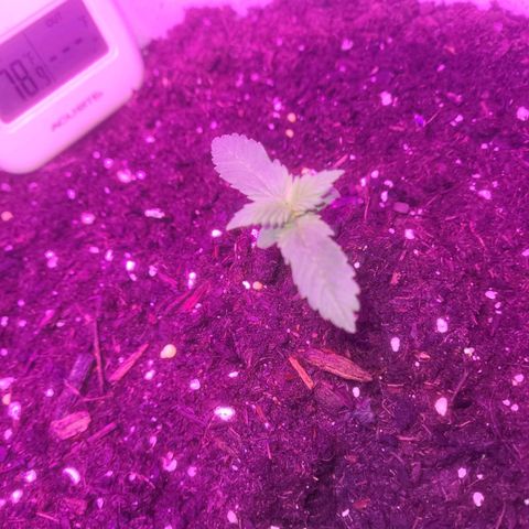 Sour diesel auto 2 growlog timeline photo