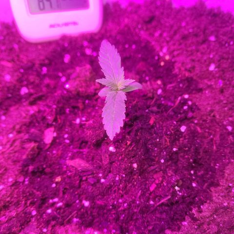 Sour diesel auto 2 growlog timeline photo