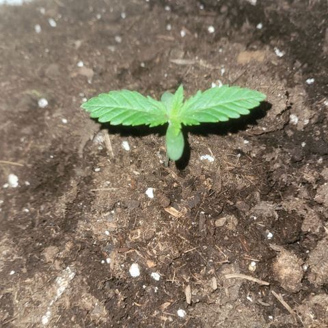 Sour diesel auto 2 growlog timeline photo