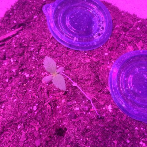 Sour diesel auto 2 growlog timeline photo