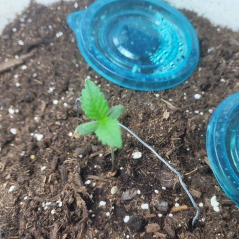 Sour diesel auto 2 growlog timeline photo
