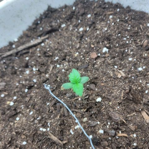 Sour diesel auto 2 growlog timeline photo