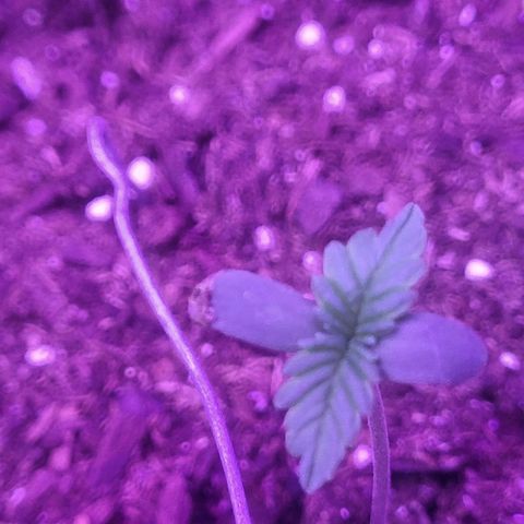 Sour diesel auto 2 growlog timeline photo