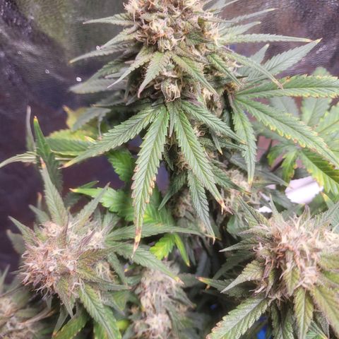 Sour deisel auto 1 growlog timeline photo
