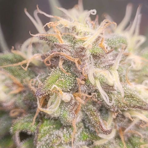 Sour deisel auto 1 growlog timeline photo