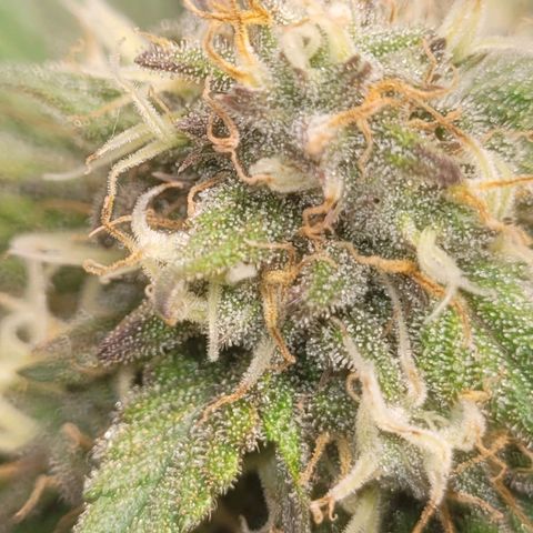 Sour deisel auto 1 growlog timeline photo
