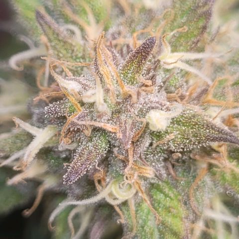 Sour deisel auto 1 growlog timeline photo