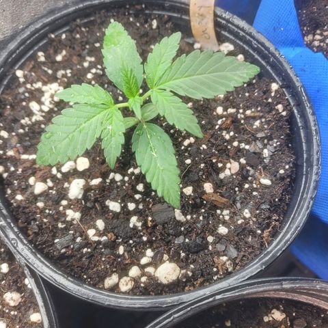 Cherry gelato 3  growlog timeline photo