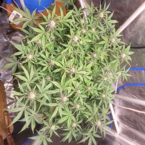 Sour diesel auto 2 growlog timeline photo