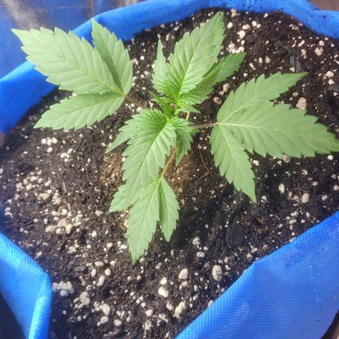 Dosi cookie  growlog timeline photo
