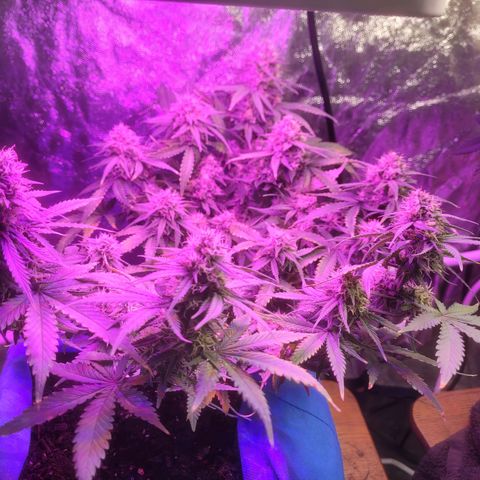 Sour deisel auto 1 growlog timeline photo