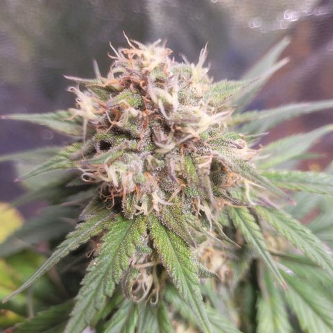 Sour deisel auto 1 growlog timeline photo