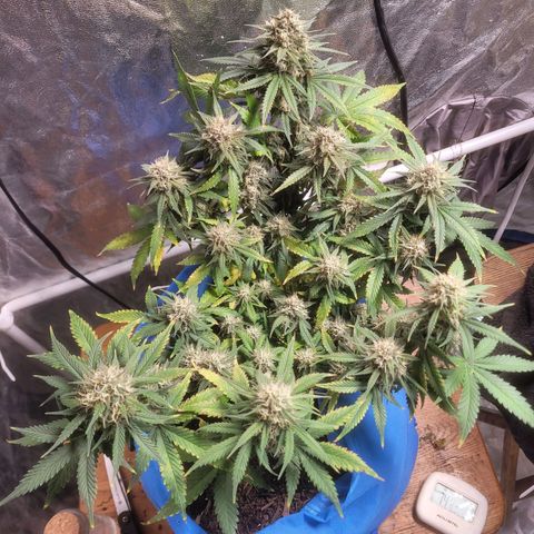 Sour deisel auto 1 growlog timeline photo