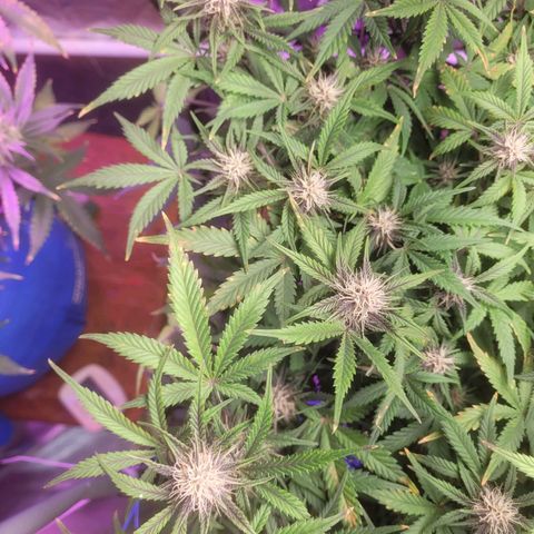 Sour diesel auto 2 growlog timeline photo