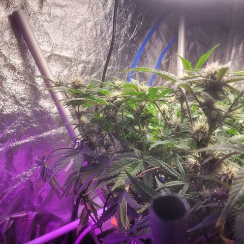 Sour diesel auto 2 growlog timeline photo