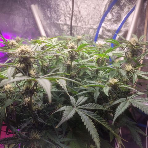 Sour diesel auto 2 growlog timeline photo